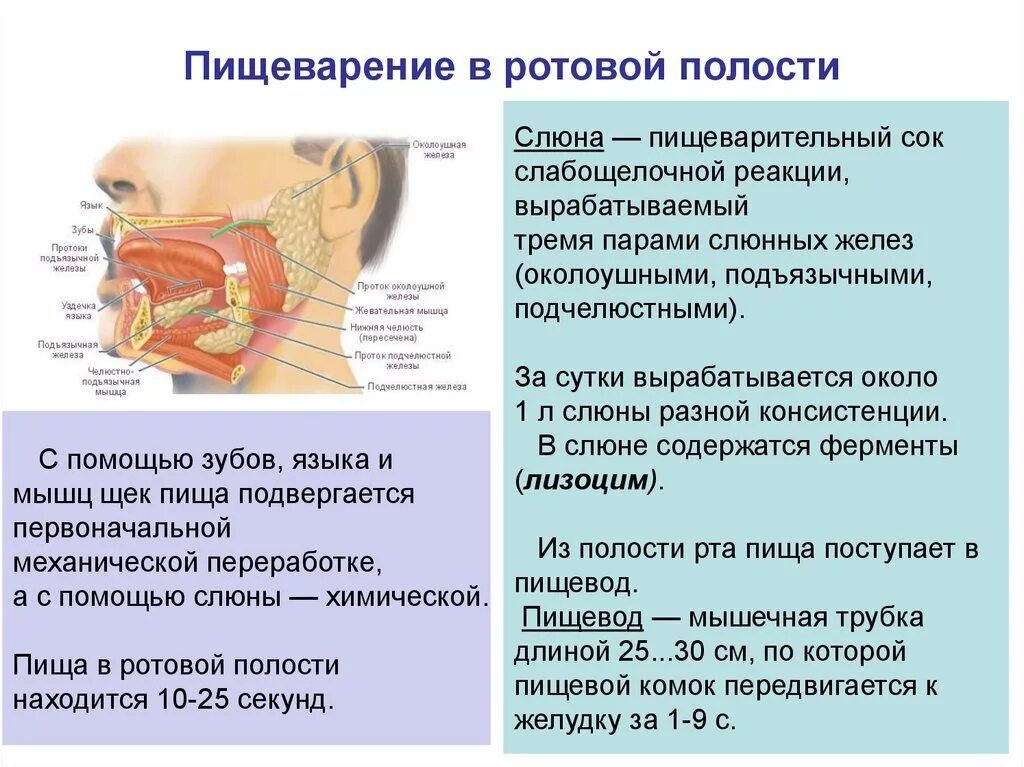 Через слюну чем можно. Строение слюнной железы 8 класс. Пищеварительные железы ротовой полости кратко. Пищеварительные железы слюнные желудочный. Слюнные железы биология 8 класс.