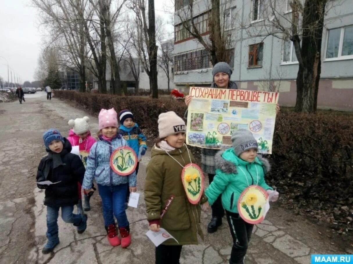 Акция первоцветы в детском саду. Экологическая акция первоцвет. Акция первоцветы в школе. Акция первоцвет как провести в школе. Объявление акции первоцвет.