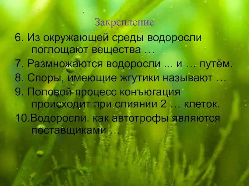 Водоросли всасывают воду. Водоросли 5 класс биология презентация. Водоросли поглощают. Из окружающей среды водоросли поглощают вещества какие. Водоросли поглощают органические вещества.