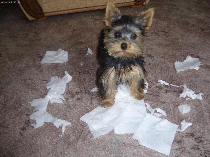 йоркширский терьер очень худой. мёртвый йоркшерский терьер. собака доктор. мертвый йоркширский терьер. йоркширский терьер оскал.