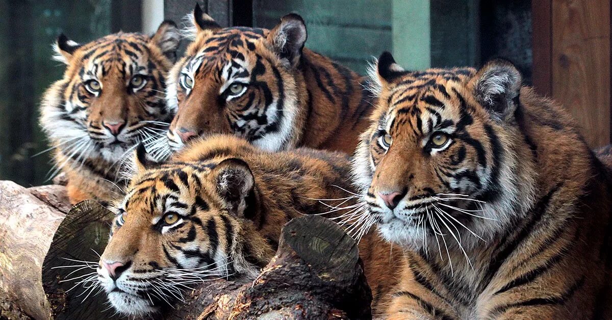 Нападающий тигр. Tiger reports. Тигриное. Tiger in thailand wwf. Tiger reports.