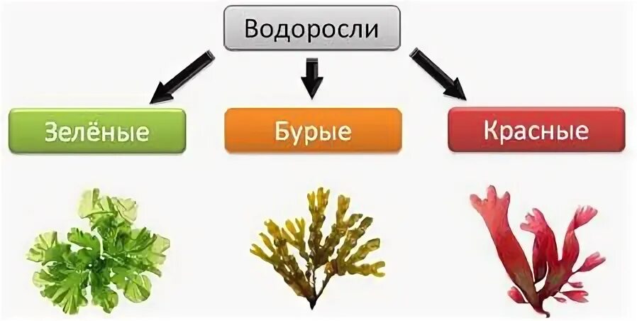 Зеленые водоросли сумчатые грибы красные водоросли
