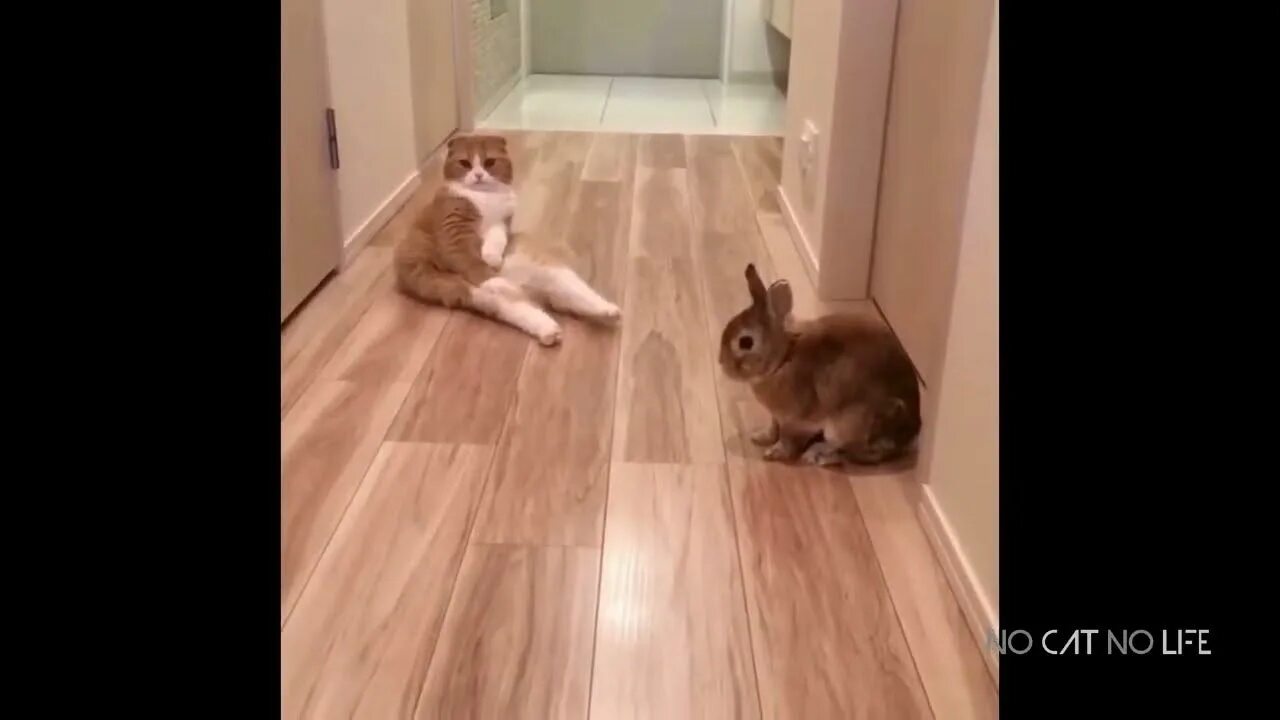 Кот притворился видео. Кот притворяется. кот который притворился игрушкой. кот притворился игрушкой видео. кот трогает пиццу.