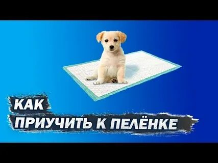 Как приучить собаку ходить на пеленку дома