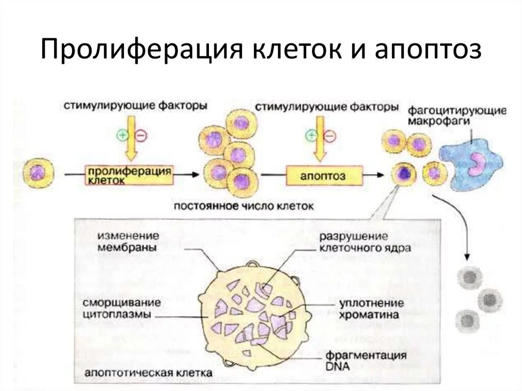 Клетки с признаками реактивных изменений