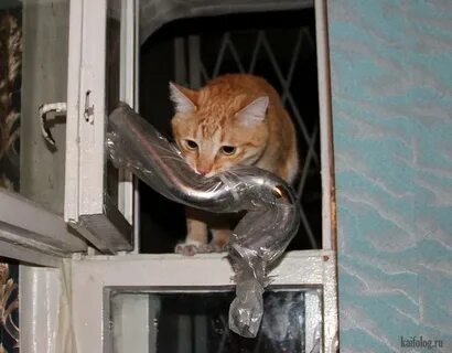Кот сантехник