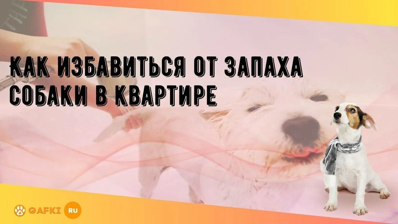 Воняет собака как избавиться