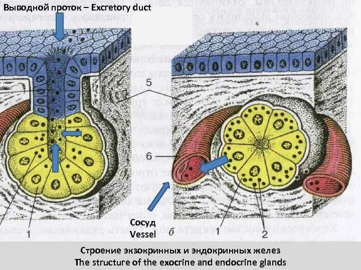 Экзокринные железы классификация гистология. Строение экзокринных и эндокринных желез. Железистый эпителий строение. Железистый эндокринный эпителий.