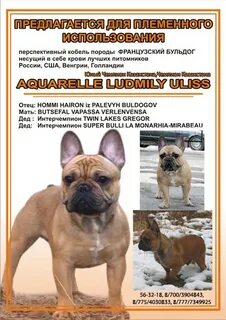 Сколько вес французского бульдога