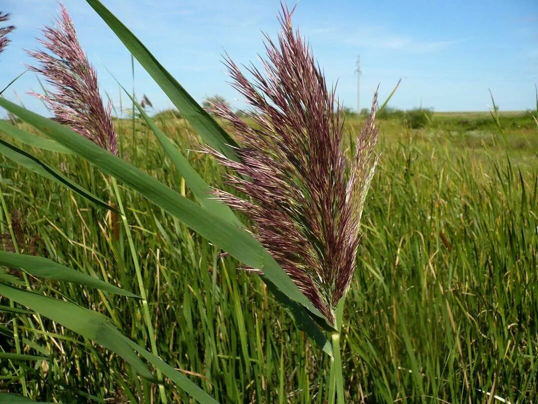 Высокая трава это. Тростник обыкновенный phragmites australis. Травинки высокие. Пальмароза. Здоровое растение.