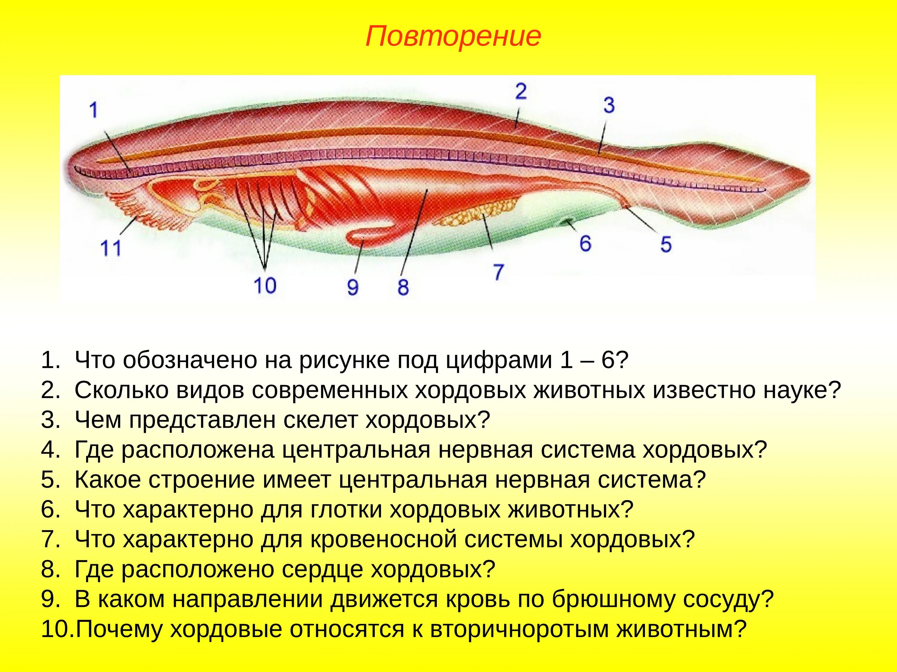 Какой вид имеет нервная система хордовых. Бесчерепные строение строение. Подтип Бесчерепные Головохордовые. Класс Головохордовые нервная система. Подтип Головохордовые.