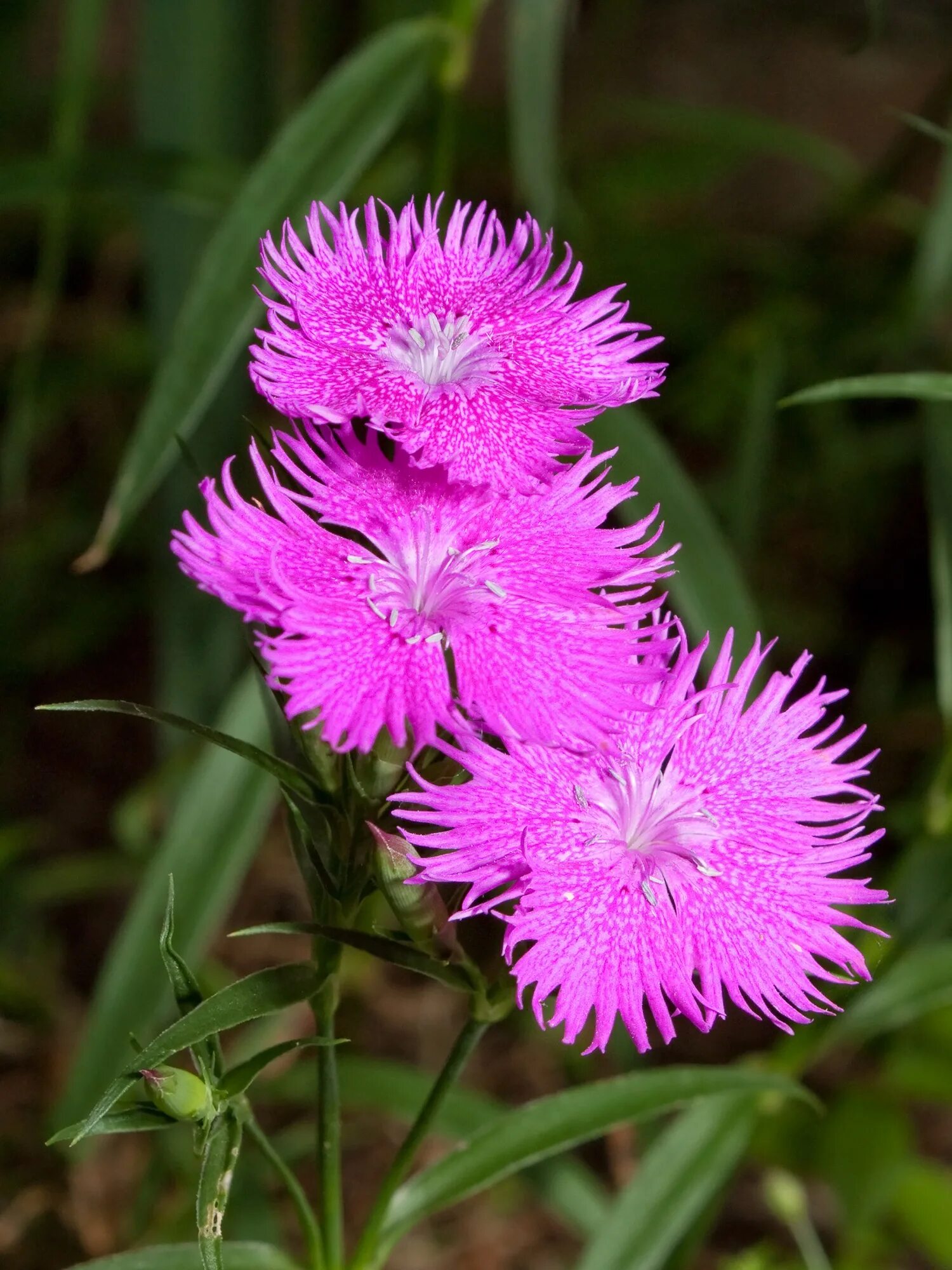 У дикой гвоздики 5 лепестков. Dianthus. Гвоздика иглолистная. Цветок Dianthus. Гвоздика армериевидная.