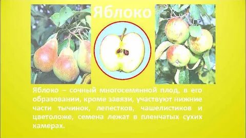 Плод яблоко какое семейство