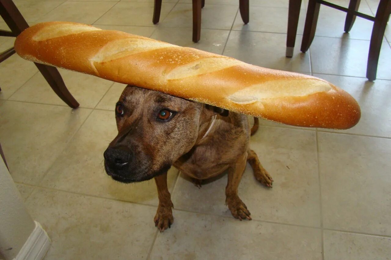 Собака батон. Смешные собаки с хлебом. Собачья морда с хлебом. Собака с куском хлеба. Можно ли собаке давать хлеб