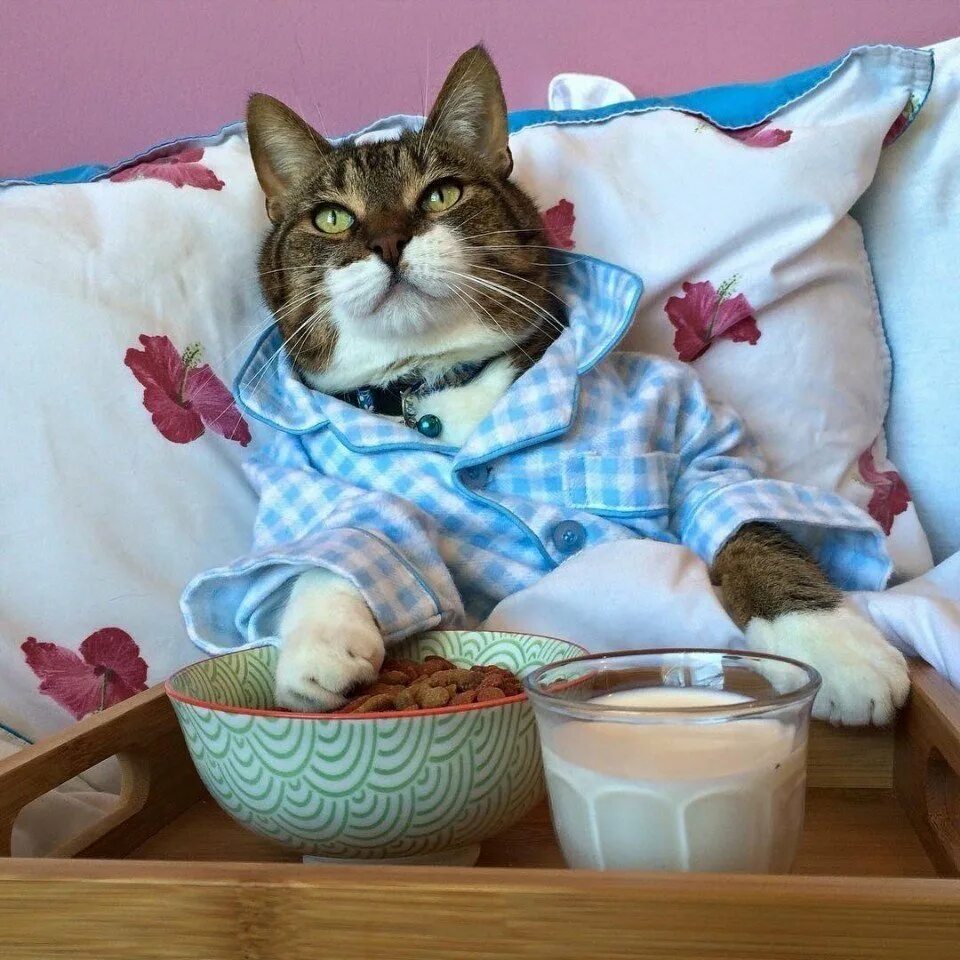 Утро смешные картинки. Кошки и завтрак. Утренние коты. Доброе утро котик. Кот завтрак в постель.