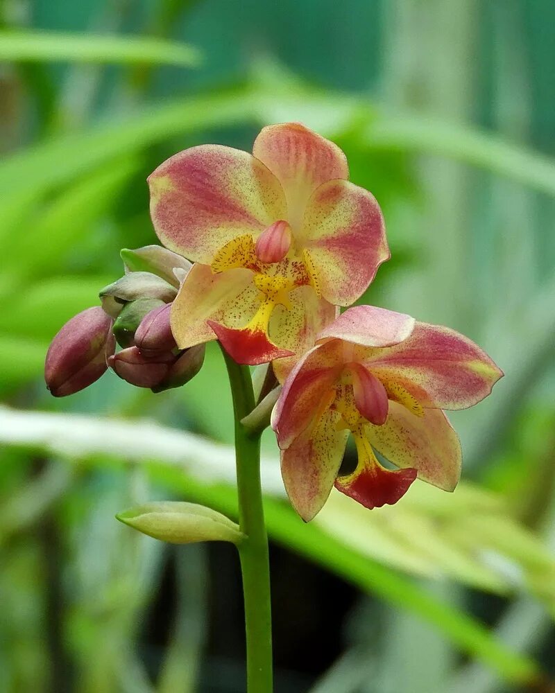 Земляная орхидея фото Blog Archive " Philippine Ground Orchids Small garden design, Small garden, Gard