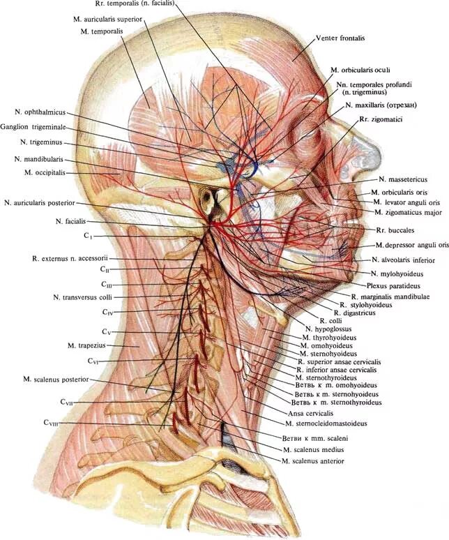 Схема нервов головы и шеи. Анатомия нервов головы и шеи. Затылочный нерв анатомия схема.