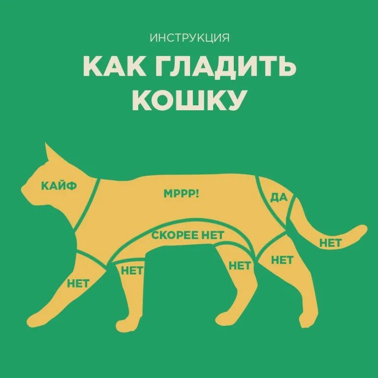 Как правильно гладить кошку. Где можно гладить кошку. схема где гладить кошку. где любят кошки когда их гладят. как правильно гладить кота.