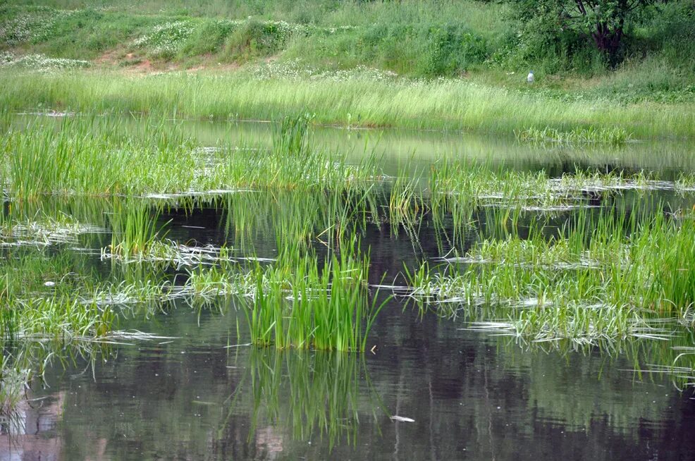 поставь болотную. опасные болота. поставь болотную. заросший пруд. трава на болоте.