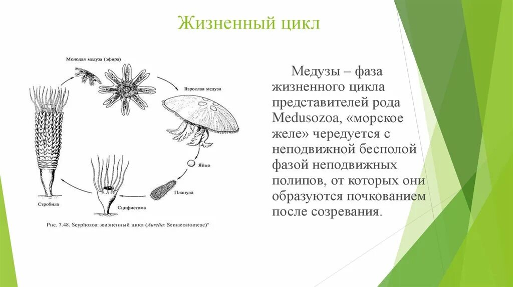 Жизненный цикл губок схема. Жизненный цикл медузы. Medusozoa жизненный цикл. Жизненный цикл медузы корнерота.