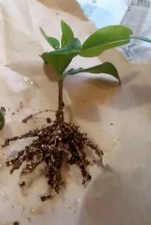 Укоренение жасмина черенками