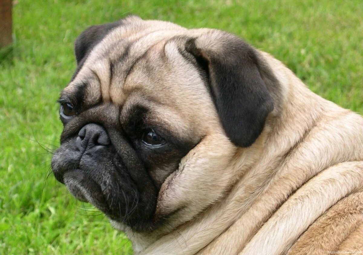 Pug собака