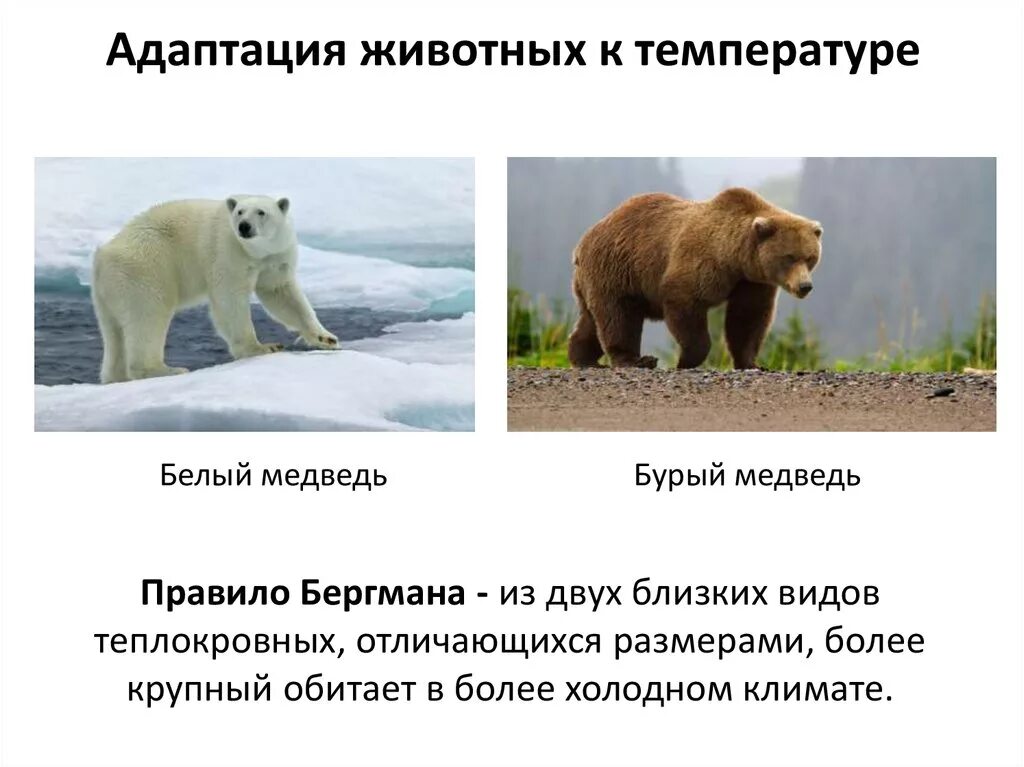 Температура 10 животных. Морфологические адаптации бурого медведя. приспособления животных к холоду. температурные адаптации животных. адаптация животных к холоду.