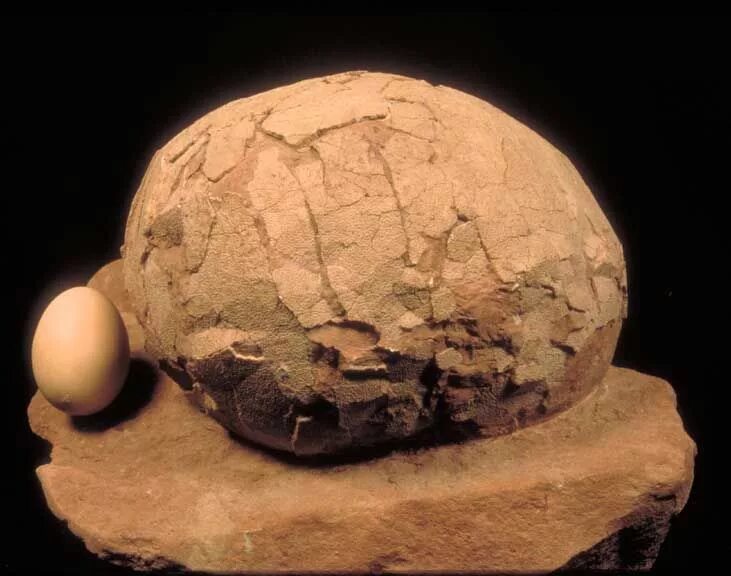 Fossil egg