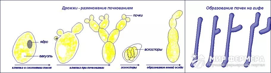 Сыроежки размножаются почкованием. Размножение дрожжей почкованием рисунок. микроскопические одноклеточные грибы, размножающиеся почкованием,.