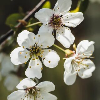 Лепесток вишни