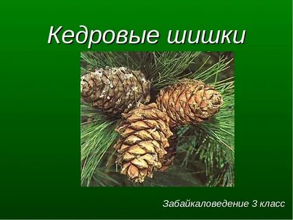3 кедра