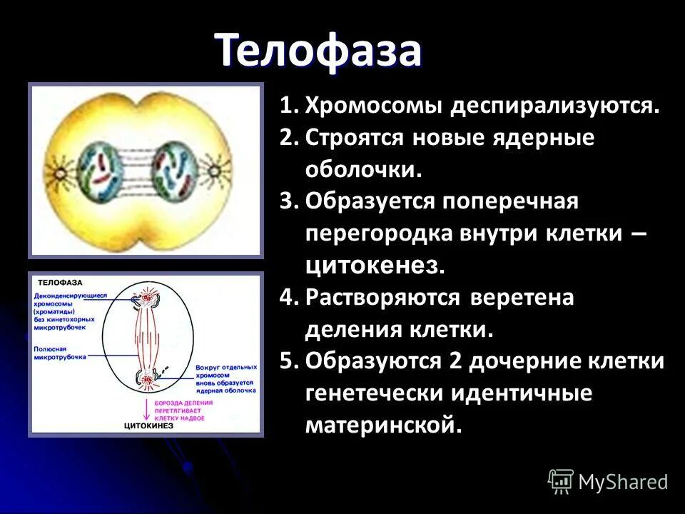 строение клетки хромосомы. хромосома состоит из двух. анафаза 1 хромосомный набор. генетические процессы в профазе митоза. телофаза набор хромосом.
