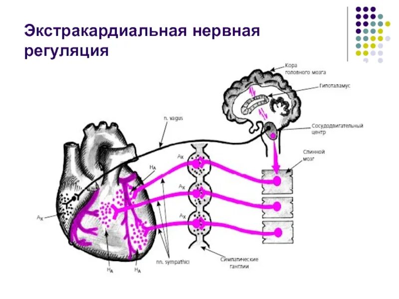 Иннервация и рефлексы. Внесердечные механизмы регуляции сердца. Экстракардиальные механизмы регуляции деятельности сердца. Схема регуляции сердечной деятельности. Нервные механизмы регуляции сердца физиология.