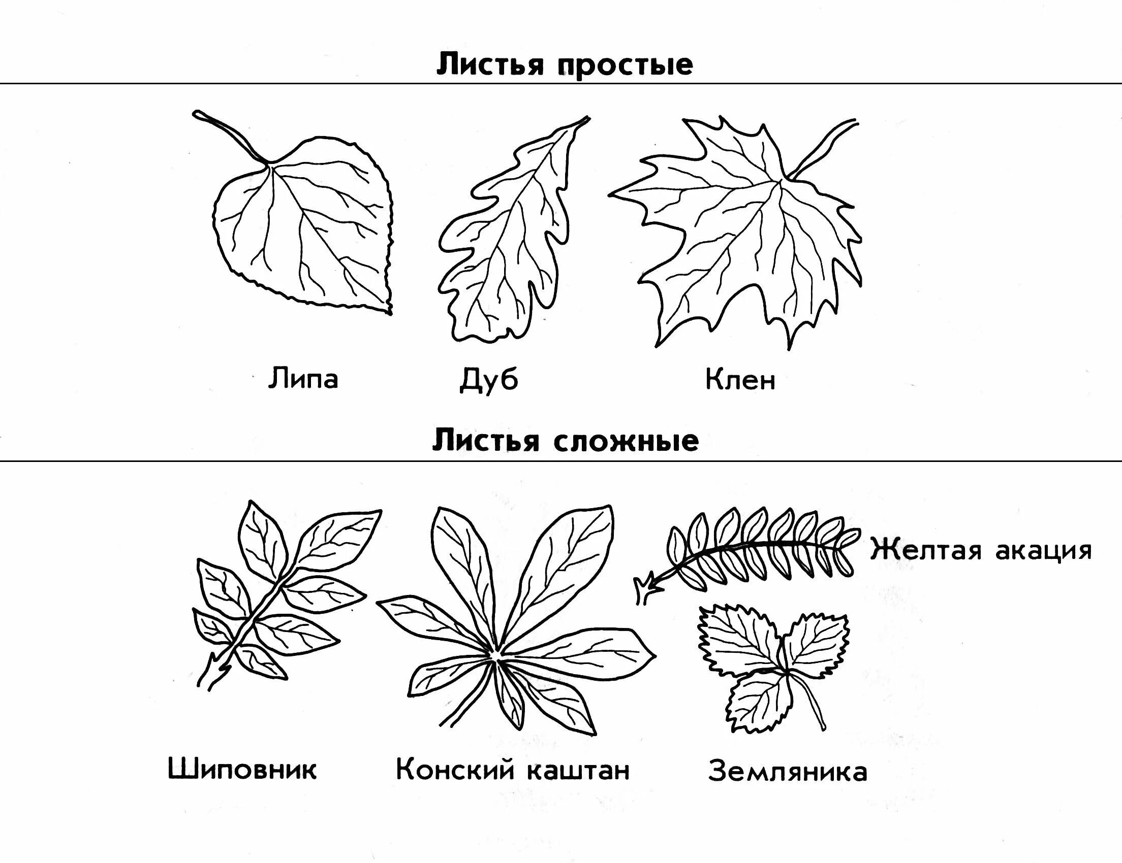 Жилкование листа шиповника. Лист сирени жилкование листа. Жилкование листьев шиповника. Каштан листья простые или сложные жилкование листорасположение. Какой лист называют сложным