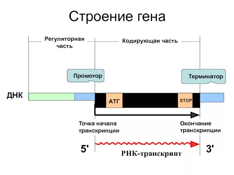 Промотор транскрипции. Структура гена промотон. структура гена промотор. промотор гена эукариот. структура гена эукариот схема.