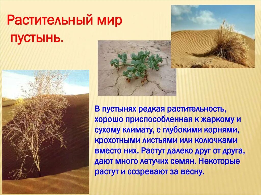 Растение почему пишется а