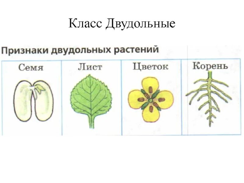 Покрытосеменные растения класс двудольные. Двудольные растения примеры. Двудольные примеры растений двудольные растения. Схема цветка двудольные и Однодольные.