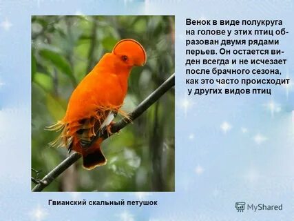 Свое имя эта птица получила