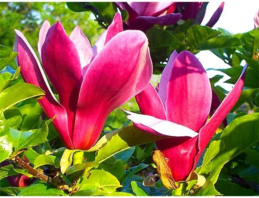 Магнолия лилиецветная magnolia liliiflora. Магнолия лилифлора. Магнолия лилиецветная nigra. Магнолия лилиецветная нигра (magnolia liliiflora nigra). Магнолия лилифлора нигра.