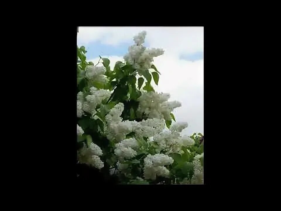 Пахнет свежестью сирени сладко. Запах сирени lonevate.