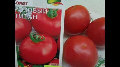Томат титан отзывы