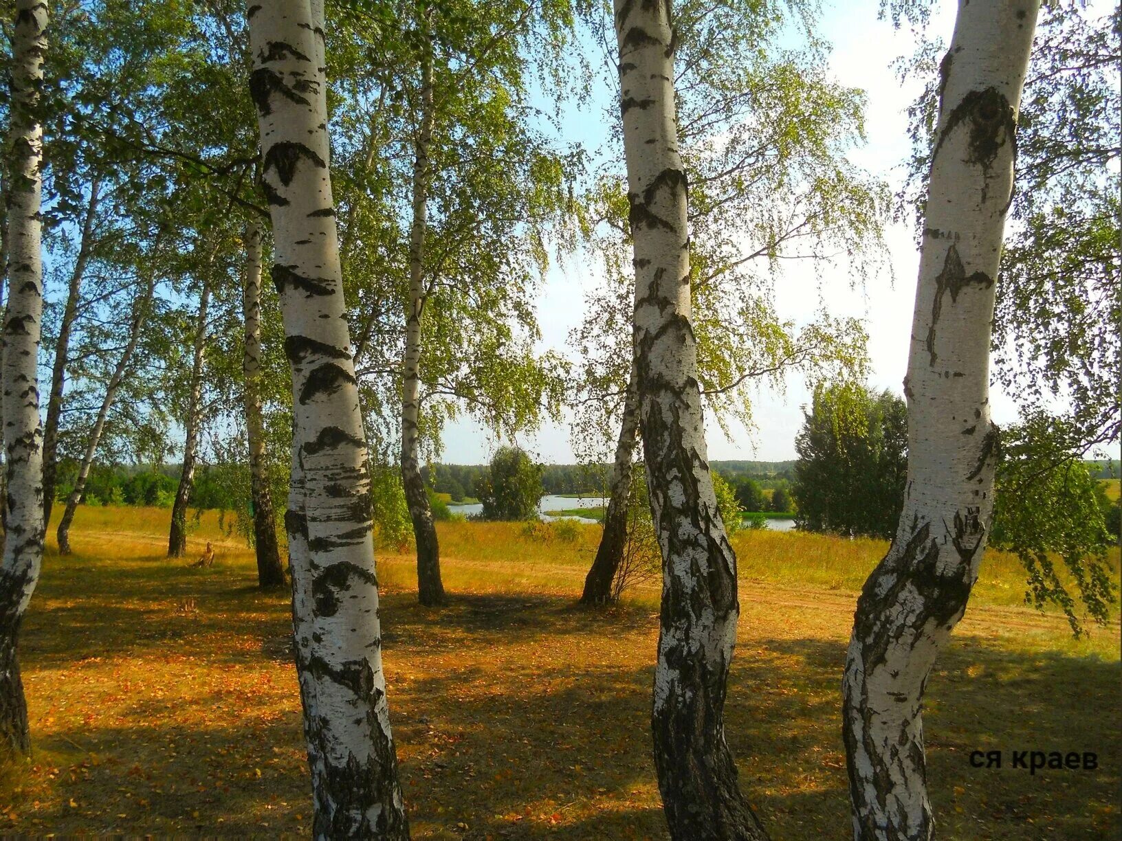 Просторы рязани. Русские березы. Просторы Рязанской области. Рязанские просторы фото. Русские просторы Рязань.