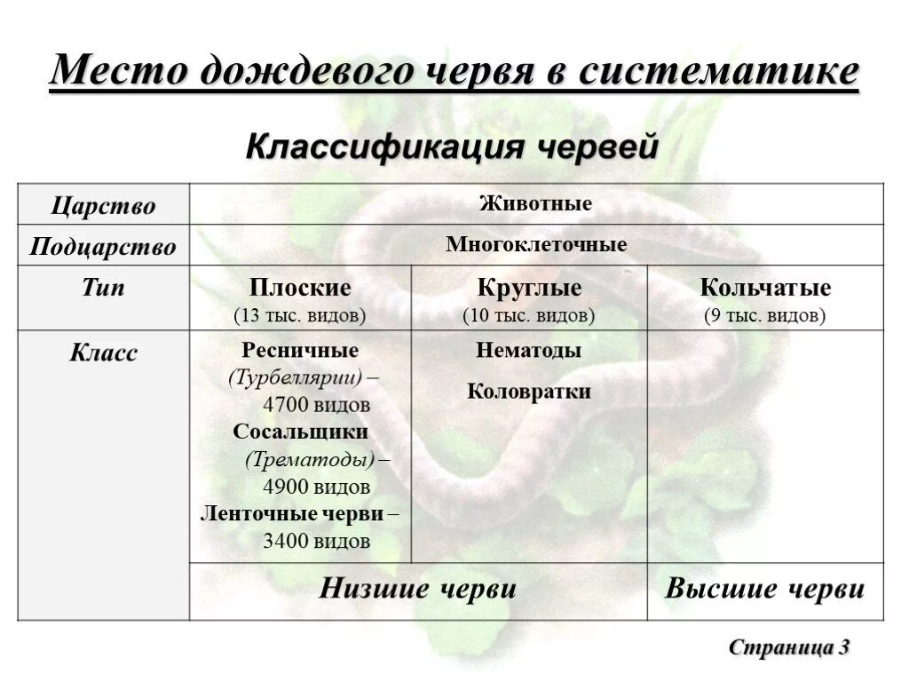 Круглые черви классификация. Систематика плоских червей 7 класс. Классификация Тип плоских червей таблица. Систематическая характеристика червей.