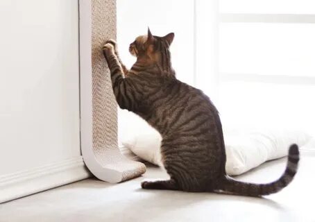 Почему коты дерут мебель