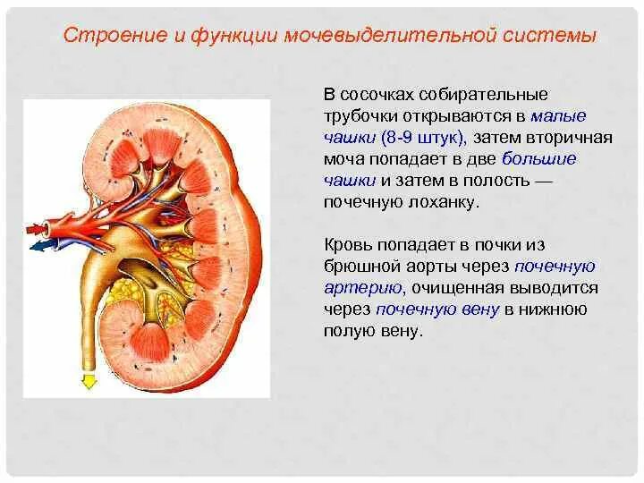 Строение и функции мочевыделительной системы тест. Строение и функции мочевыделительной системы. Характеристика выделительной системы человека. Мочевыделительная система конспект. Собирательные трубки открываются отверстиями:.