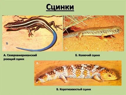 Крокодил отряд чешуйчатые