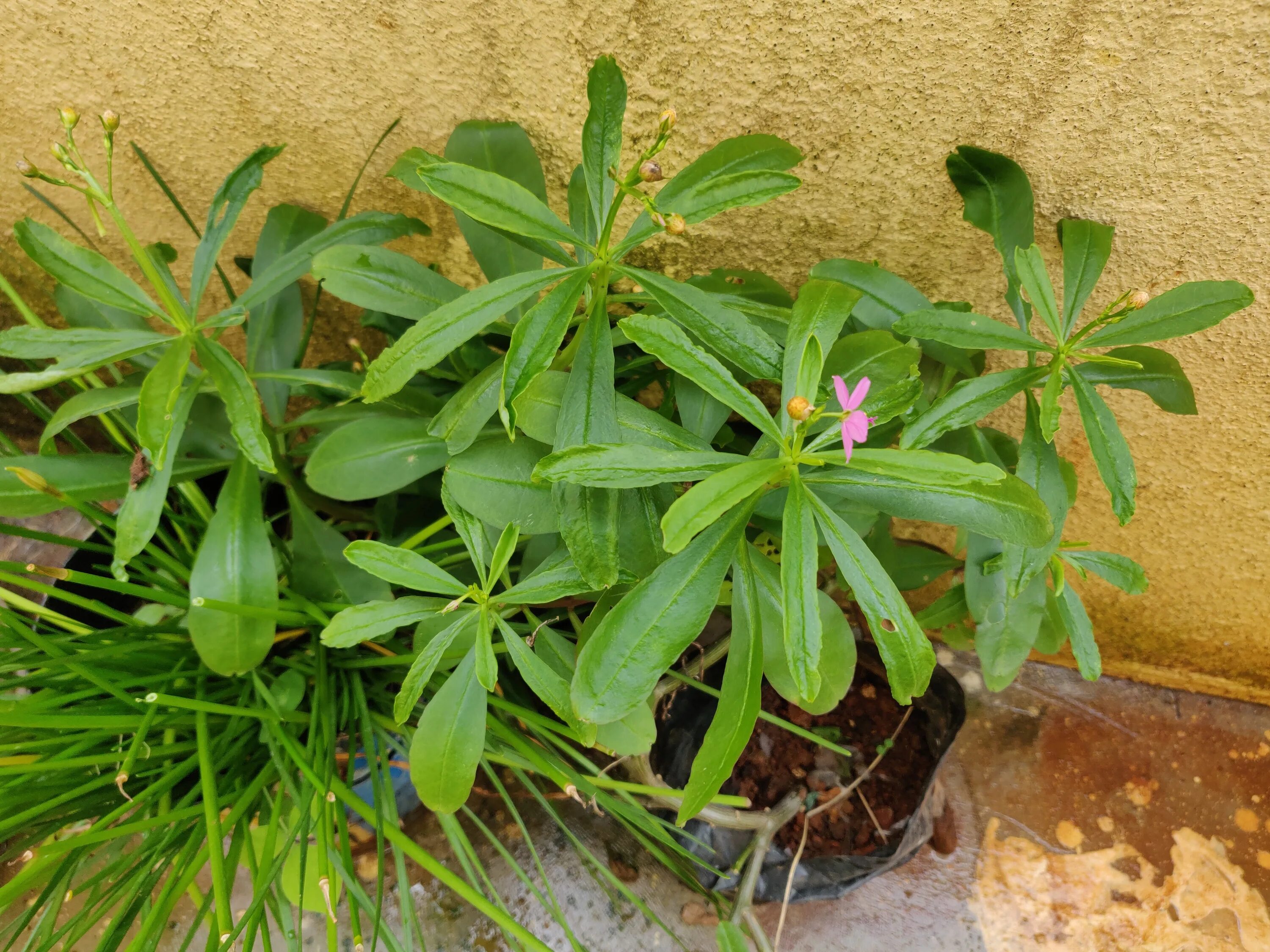 Талинум паникулатум. Талинум метельчатый. Талинум паникулатум. Talinum caffrum талинум каффрум. Талинум метельчатый.