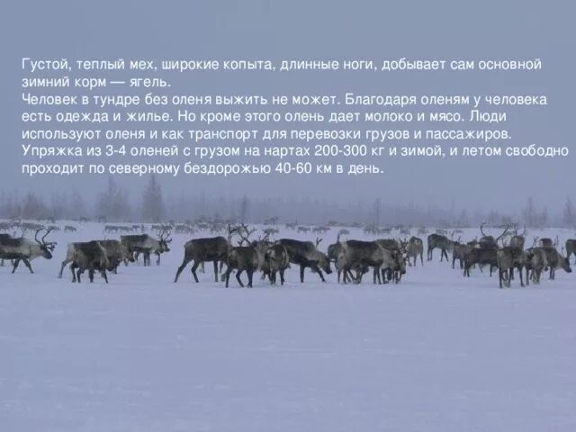 Занятия населения тундры. Быт и занятия людей в тундре. Ненцы-оленеводы кочевье. Основное занятие ненцев. Жизнь и быт людей зоны тундры.