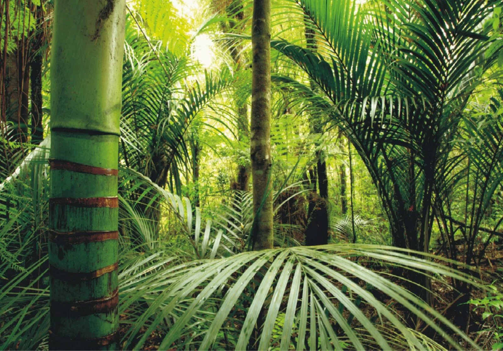 Тропики и субтропики. Unique Джангл бамбук. Лианы и бамбук. Сила джунглей