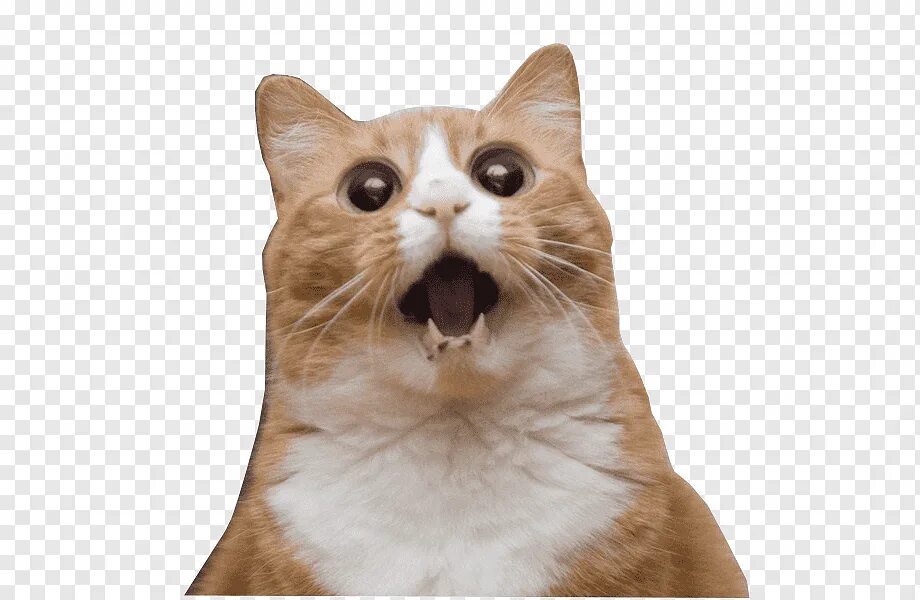 Коты из мемов на белом фоне. Rage cat. Мемы с котиками. Rage cat. Кото мем с надписями.